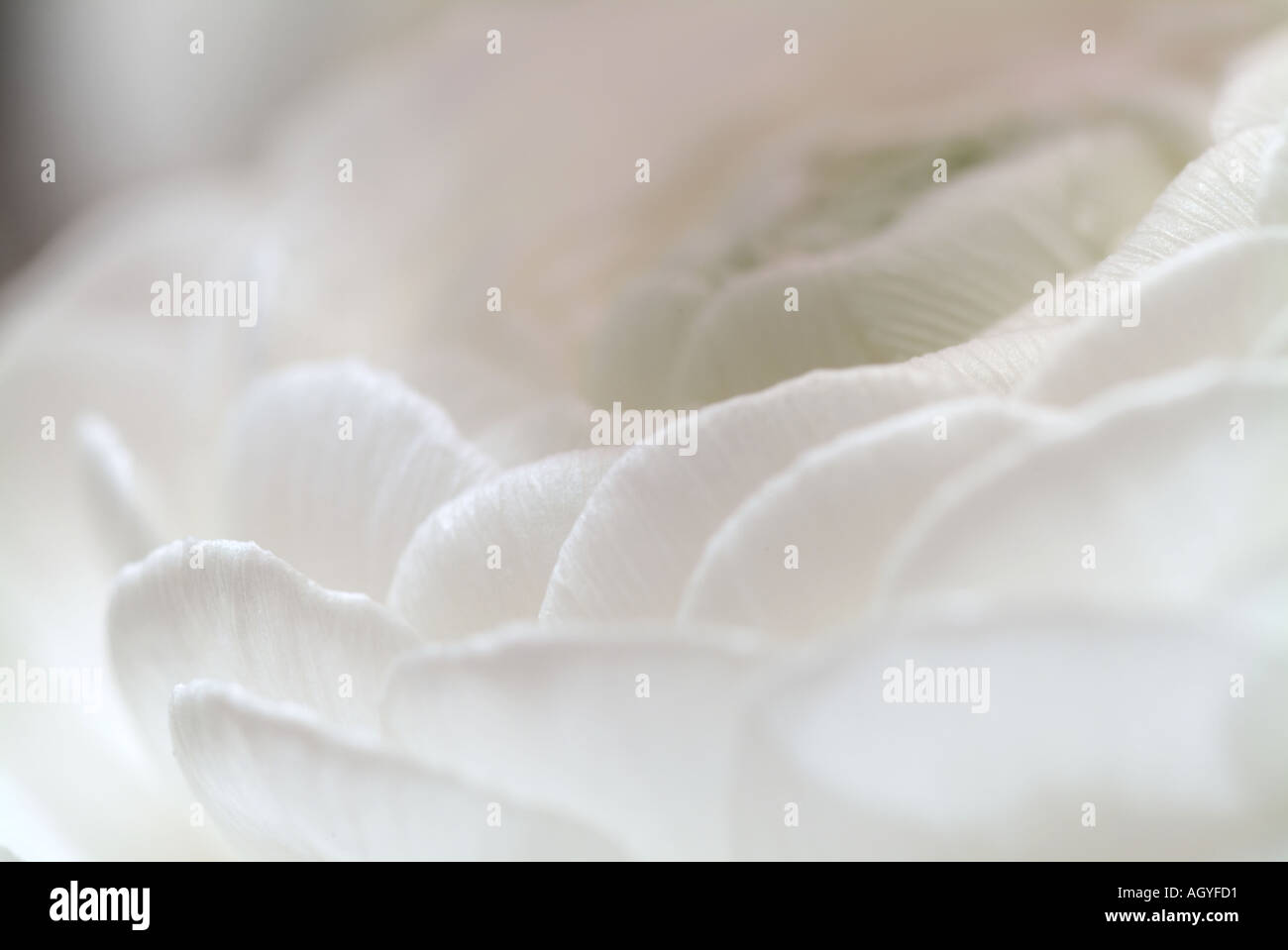 Weiße Blume Detail Stockfoto