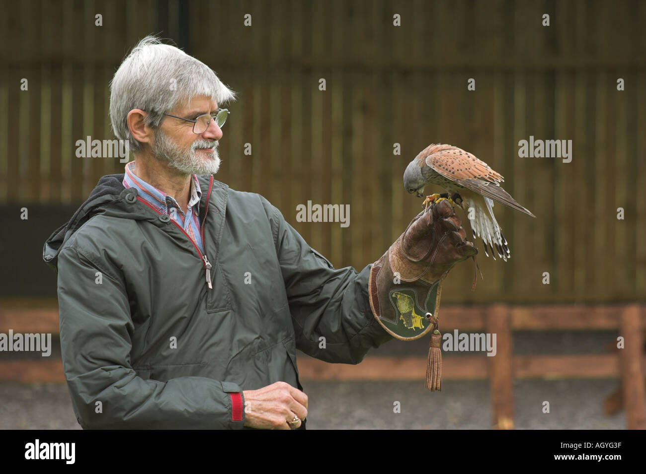 Turmfalken Falco Tinnunculus Falke Greifvogel auf Leder Falknerei Handschuh  Handschuh statt durch ltere Mnnchen Stockfotografie - Alamy