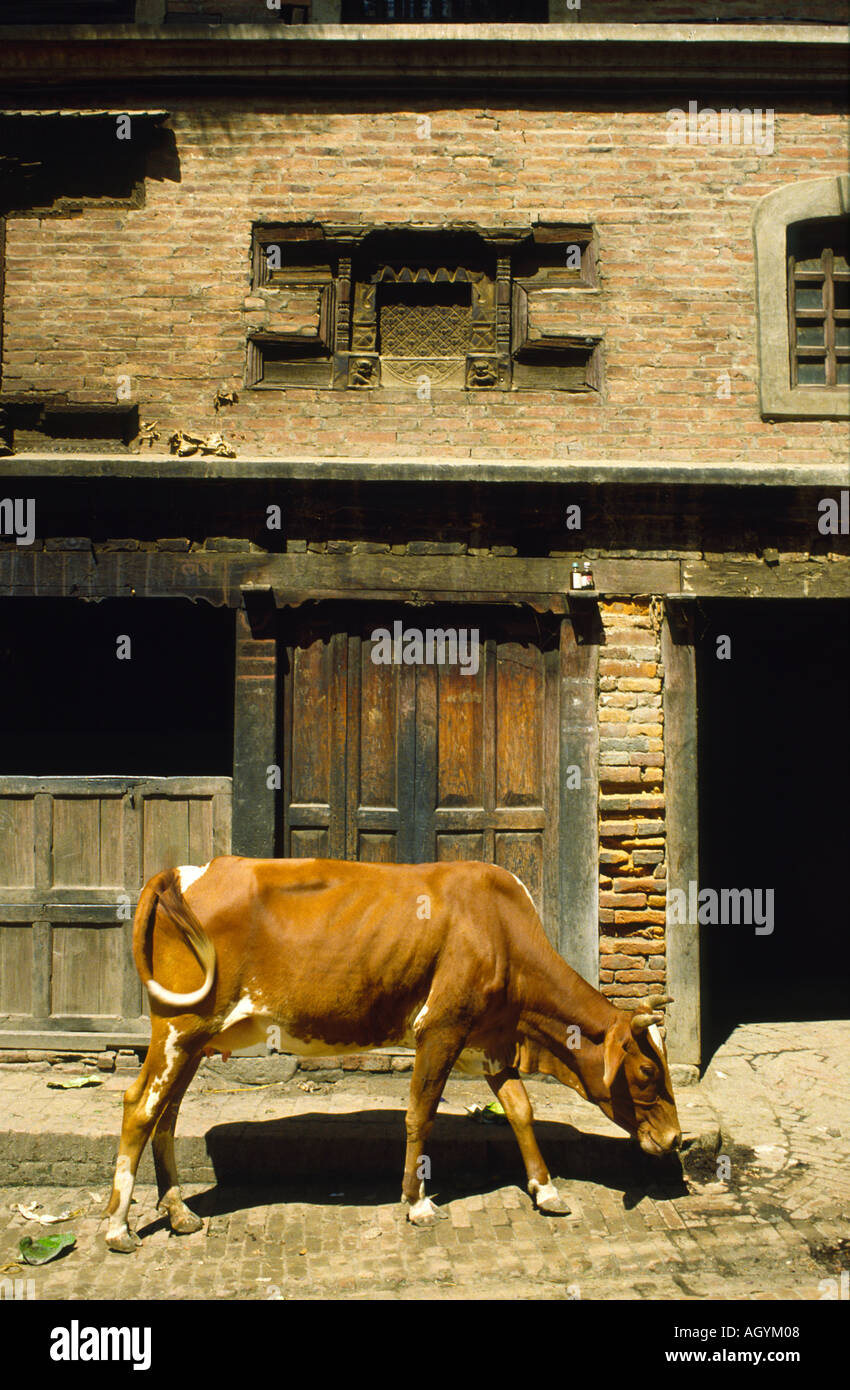 Kuh in der Straße Baktapur-Nepal Stockfoto