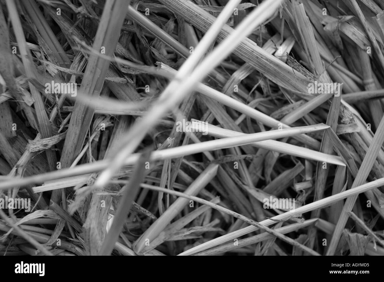 Schwarz / weiß horizontale Details der landwirtschaftlichen gebunden in einen Ballen Stroh Stockfoto