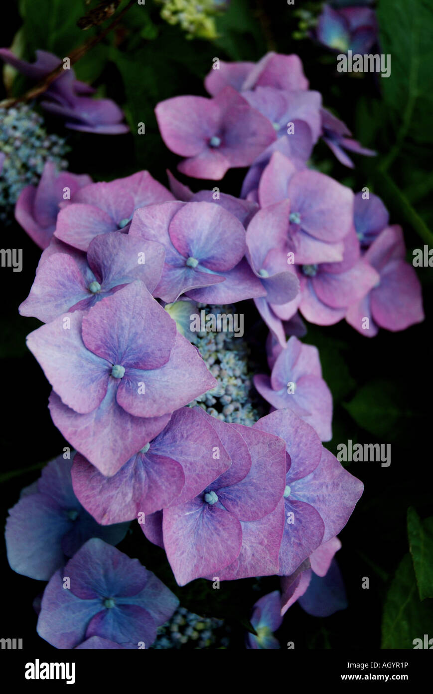 Nahaufnahme einer Hortensie Stockfoto