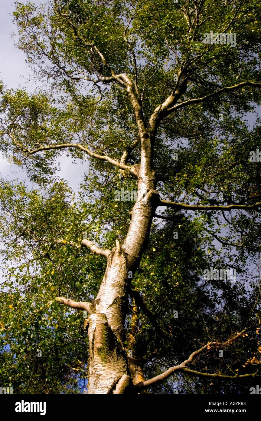 England die Midlands Worcestershire Lickey Hügeln Wald Land park am Rande des Birminghamengland der Midlands-Worcest Stockfoto