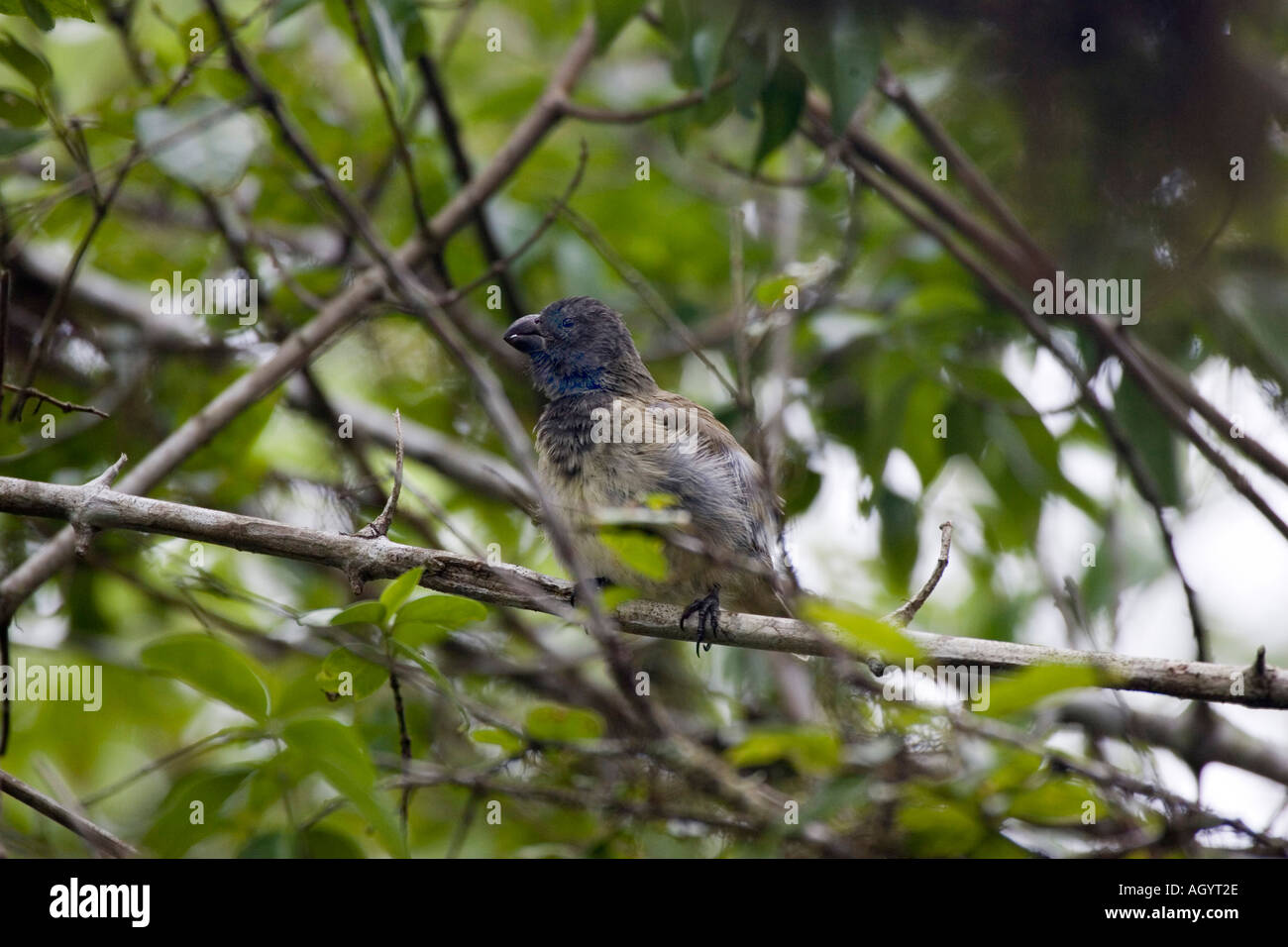 Großer Baum Finch Camarhynchus geflohen Santa Cruz Highlands auf Galapagos Stockfoto