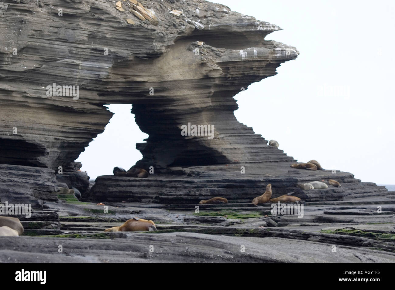 Galapagos Seelöwe Zalophus Californianus Wollebacki ruht auf Vulkangestein Stockfoto