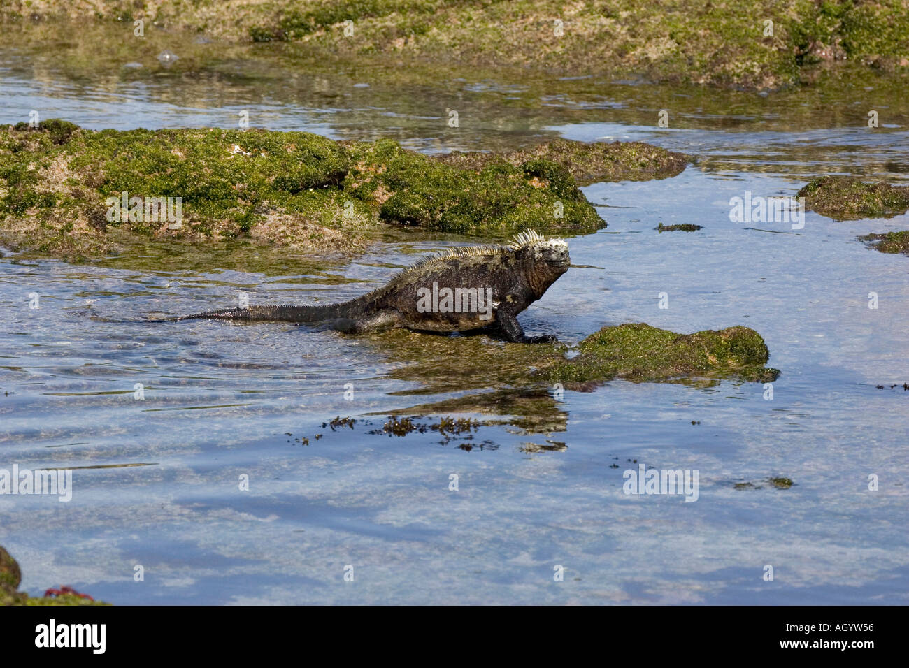 Marine Iguana Amblyrhynchus Cristatus Fernandina Insel Galapagos Reptil Darwin ektotherm Stockfoto