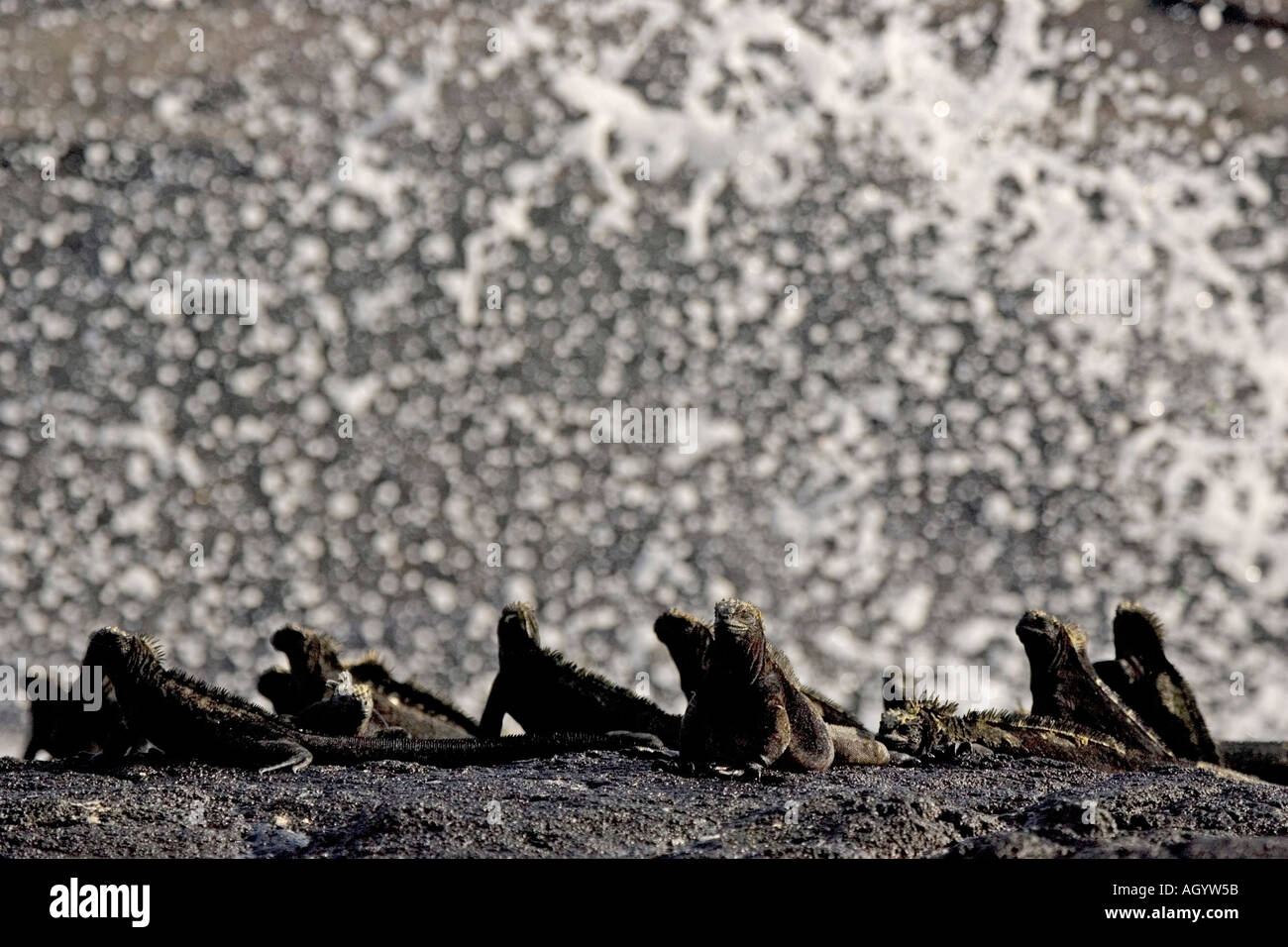 Marine Iguana Amblyrhynchus Cristatus Mertensi Santiago Insel Galapagos Reptil Darwin ektotherm Gischt Stockfoto