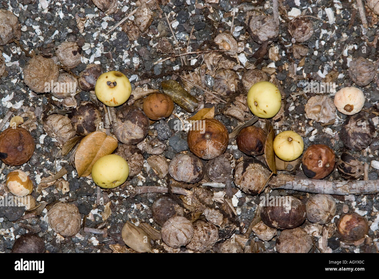 Poison Apple Hippomane Mancinella Manchinelbaum Galapagos Stockfoto