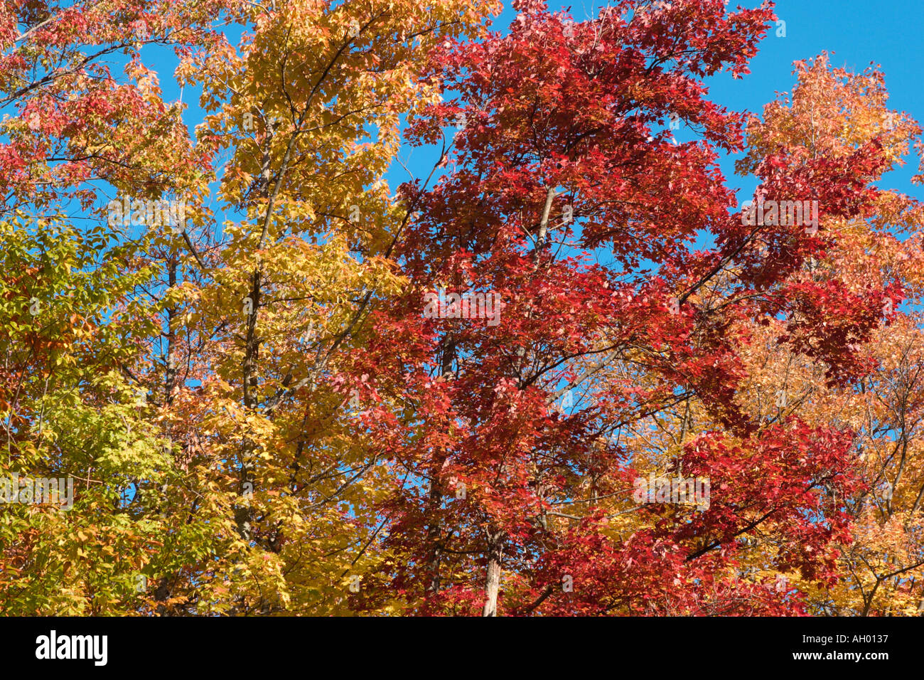 Herbstlaub in den Adirondack Mountains, New York State, USA Stockfoto