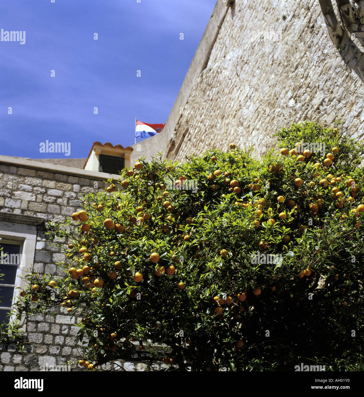 Orangen wachsen an Bäumen durch die befestigte Stadtmauer der Altstadt von Dubrovnik Kroatien Stockfoto