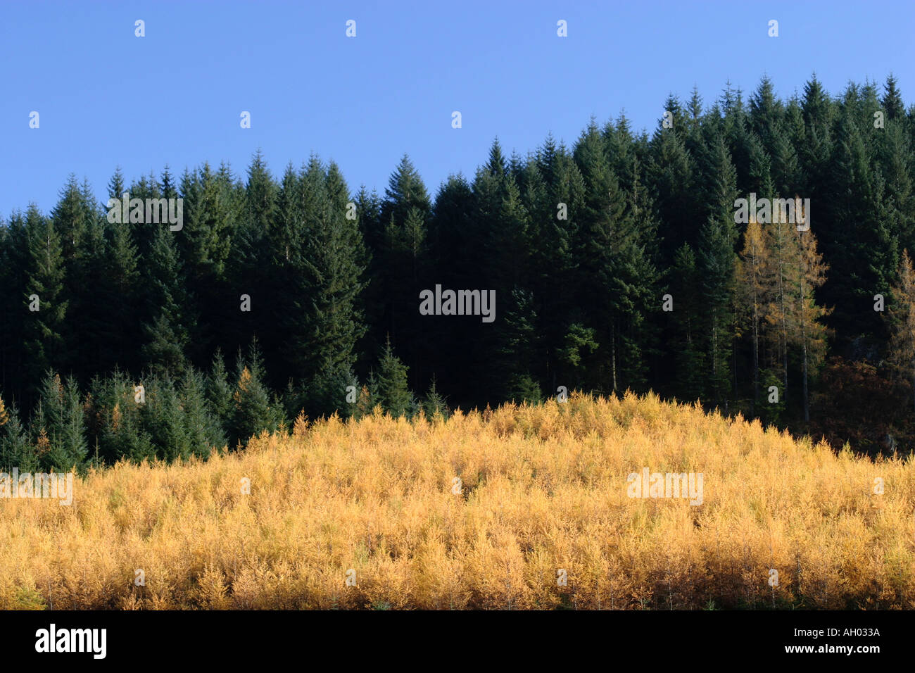 Die berühmte Schönheit der Herbstfarben in die Trossachs National Park Stirlingshire, Schottland, zieht jährlich viele Touristen Stockfoto