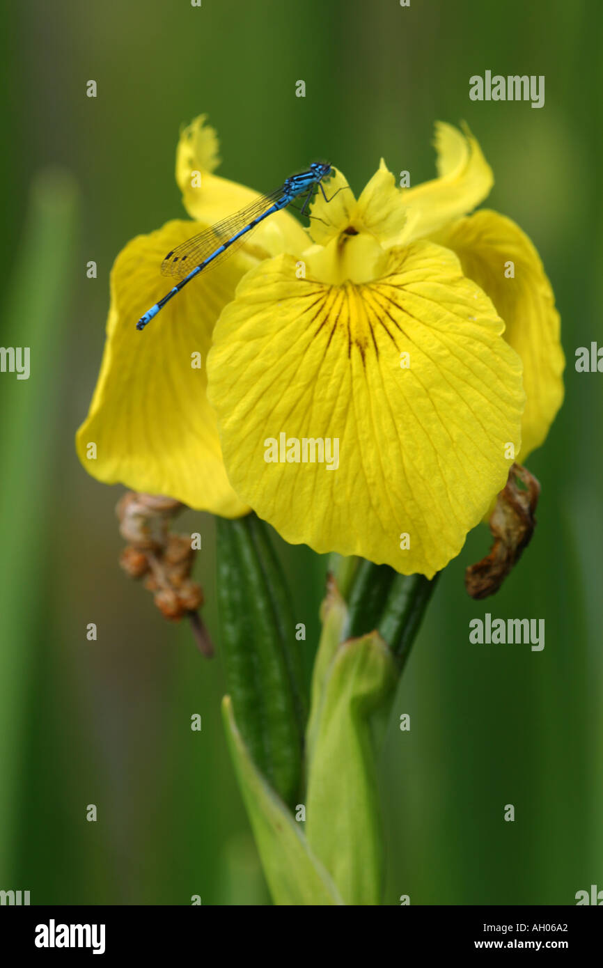 Libelle auf wild iris Stockfoto