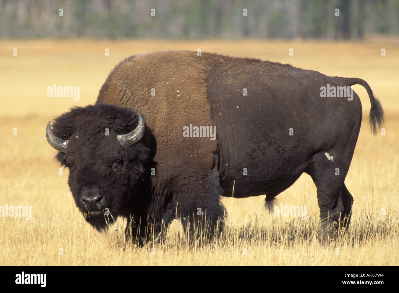 Bison Bison Bison Bulle weidet auf einer Wiese im Yellowstone-Nationalpark Montana Stockfoto