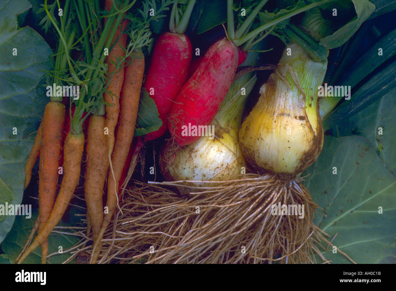 Saubohnen und salat -Fotos und -Bildmaterial in hoher Auflösung – Alamy
