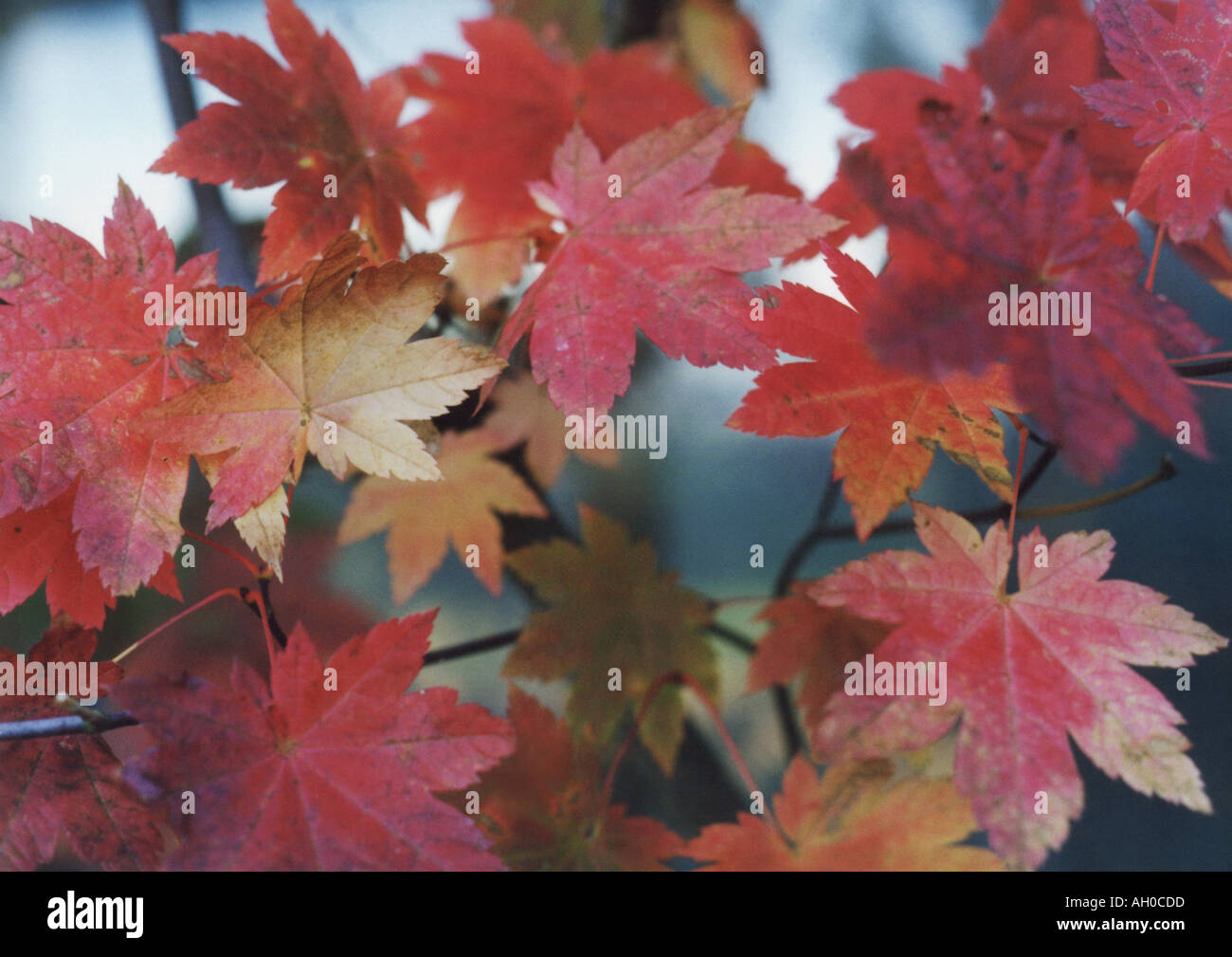 Roten Herbstlaub am Weinstock Ahorn. Stockfoto