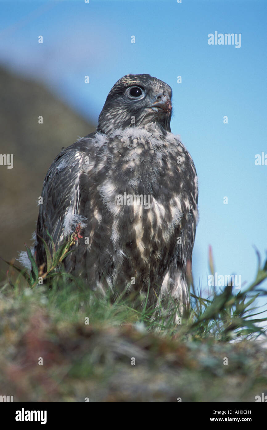 Gerfalke Falco Rusticolus juvenile Vorbereitungen zum Nordhang der Brooks Range zentrale Arktis Alaska fliegen Stockfoto