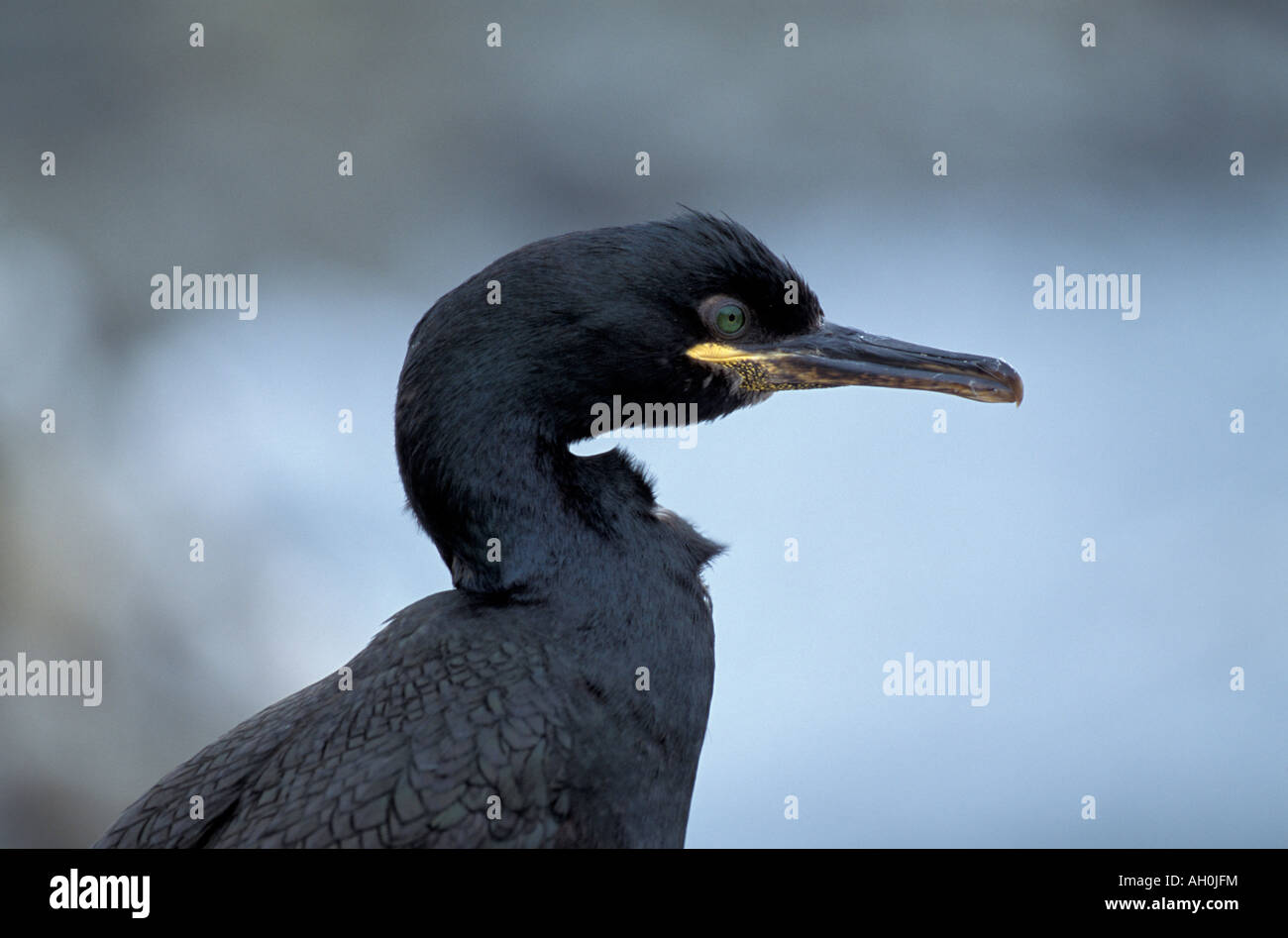 Phalacrocorax Aristotelis Shag. VEREINIGTES KÖNIGREICH. Stockfoto