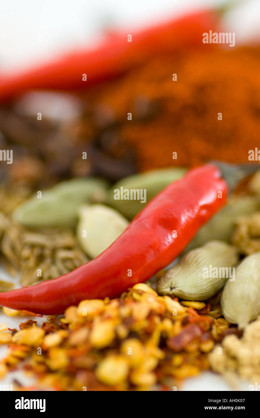 Eine Auswahl an Gewürzen und Chilis vor einem weißen Hintergrund Stockfoto