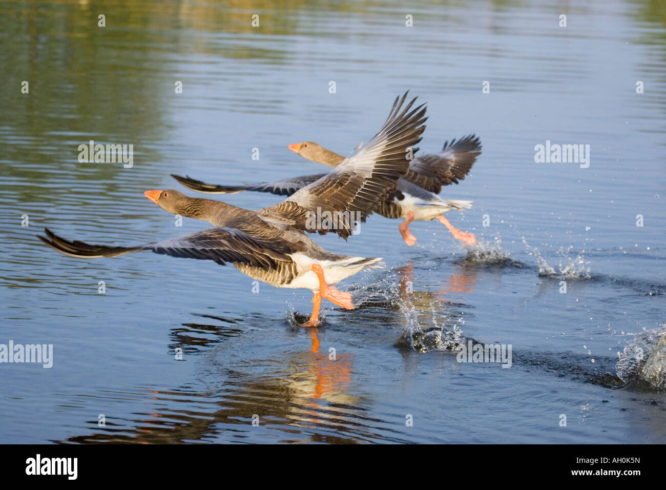 Zwei Graugänse "Anser Anser" Taking Flight auf Norfolk Broads Stockfoto