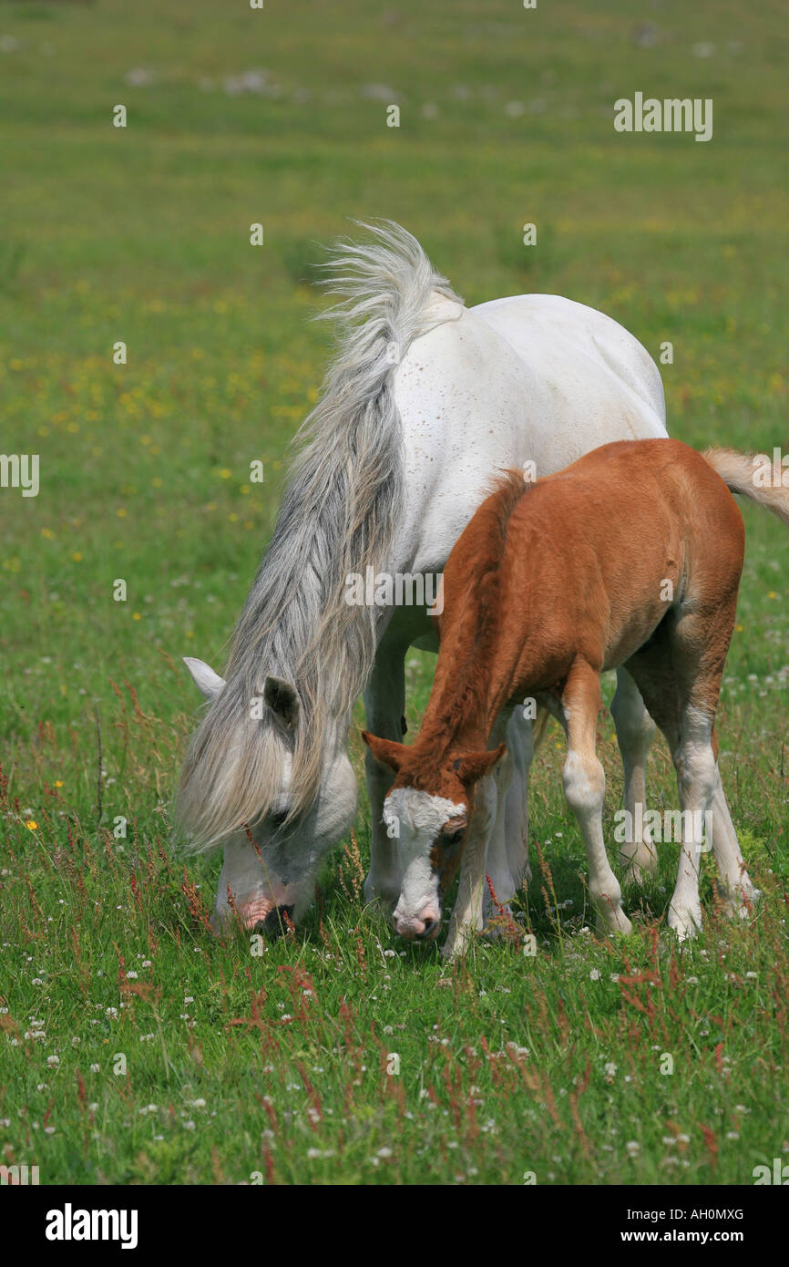 Weißes Pferd und Fohlen Fütterung in Butterblume Wiese Stockfoto