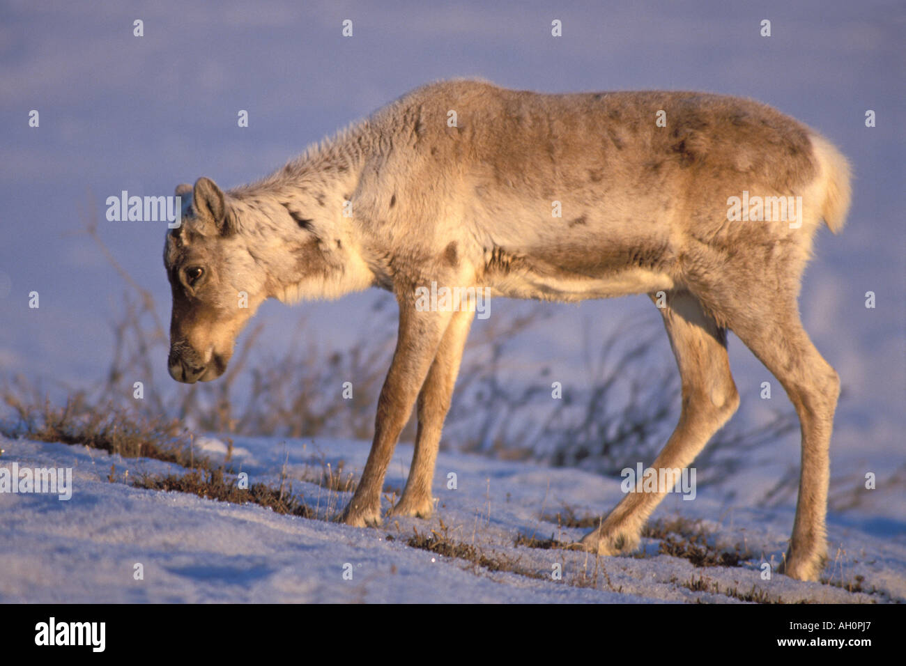 kargen Boden Caribou Rangifer Tarandus Kalb Porcupine Herde 1002 Bereich der Arctic National Wildlife Refuge Alaska Stockfoto