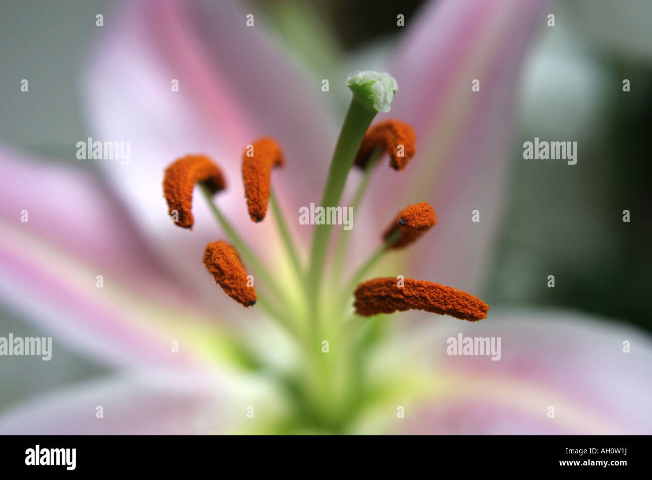 Nahaufnahme von Lily Stockfoto