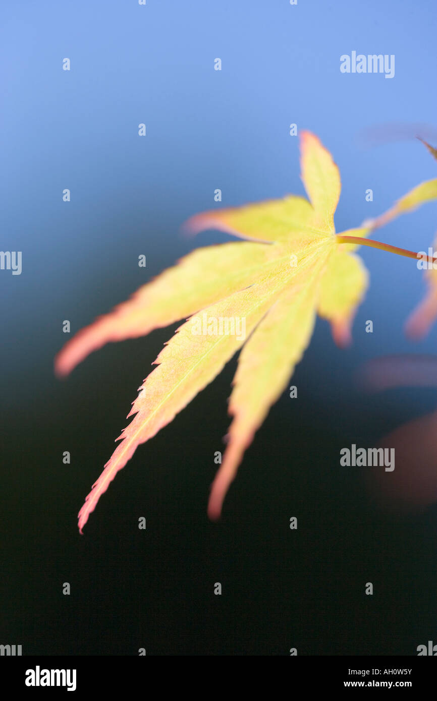 Japanischer Ahorn Blatt Acer palmatum Stockfoto