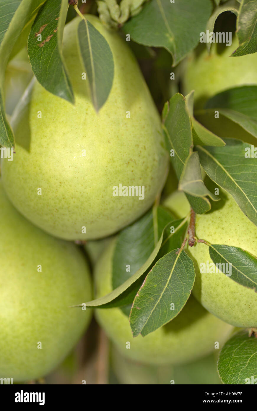 Birnen wachsen in einem Obstgarten, hautnah. Stockfoto
