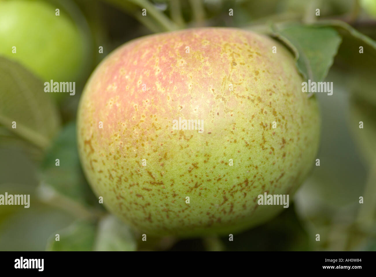 Apfelanbaus in einem Obstgarten Stockfoto