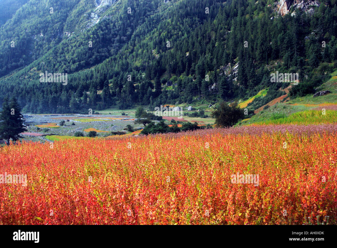 Volle Farbfelder im Sangla Tal in der Region von Kinnaur während der Monsunzeit, Himachal Pradesh, Indien Stockfoto