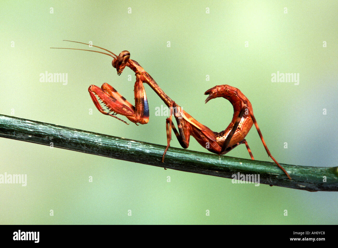 Buckwing Mantis Stockfoto