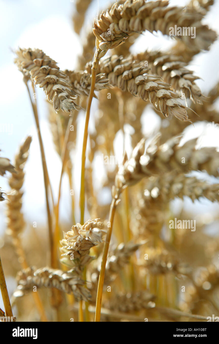 niedrigen Winkel enger Detail der Ohren der Weizenernte wächst in den Sommermonaten vor der Ernte einen Sinn für gesunde Freiheit und Wohlbefinden Stockfoto