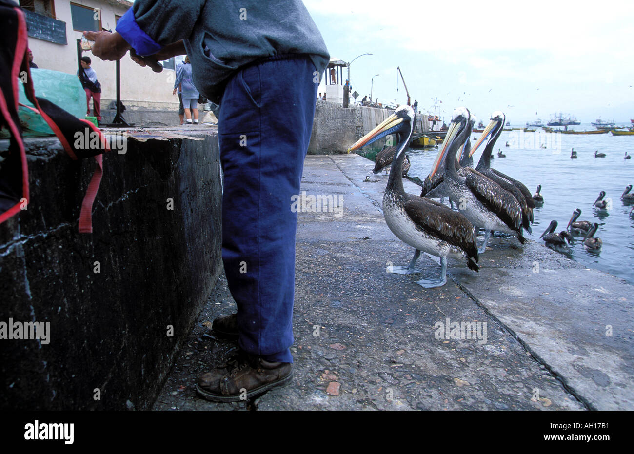 Südamerika Chile Coquimbo Pelikane Essen bei Busteling-Fischerei-Hafen von Coquimbo warten in der Nähe von La Serena Stockfoto