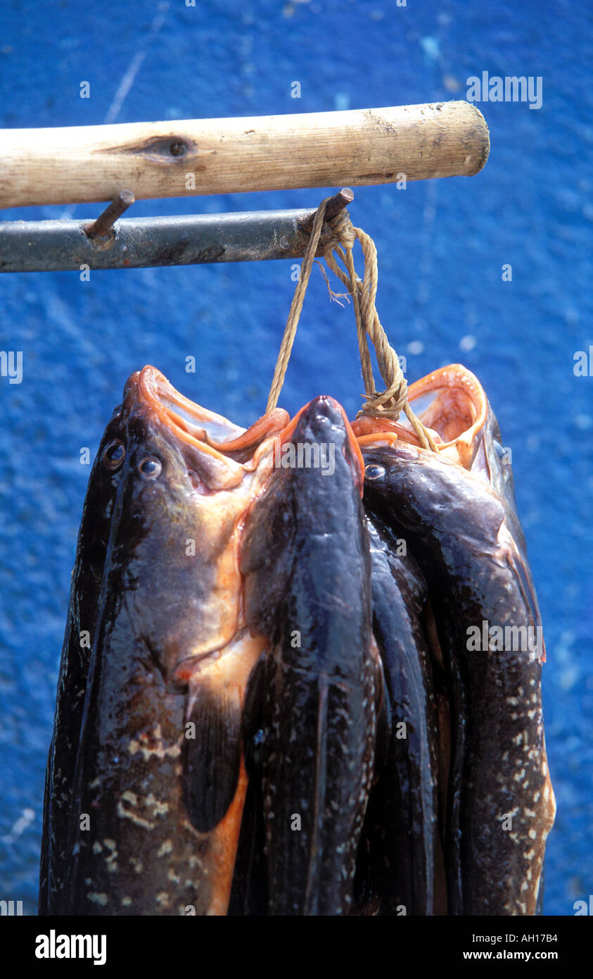 Südamerika Chile Coquimbo Fisch hängen Busteling Fischerei Hafen von Coquimbo in der Nähe von La Serena Stockfoto