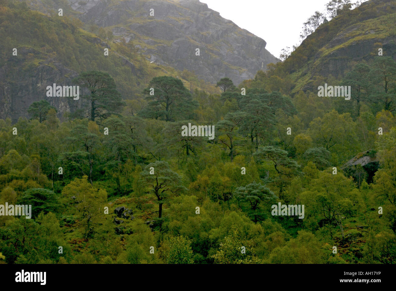 Caledonian Wald Glen Nevis, Schottland Stockfoto