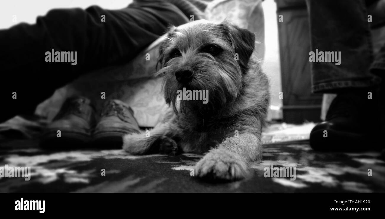 Border Terrier Hund zu Hause mit der Familie Stockfoto