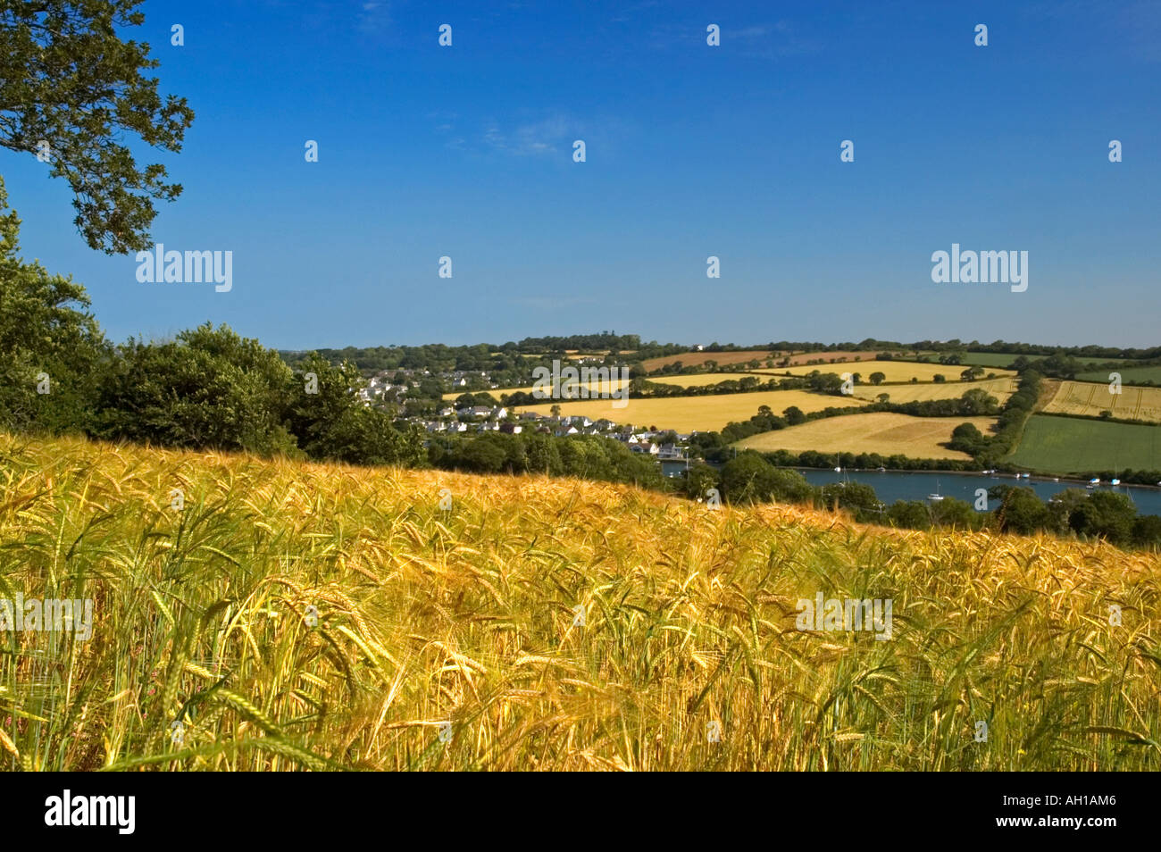 goldene Landschaft in der Nähe von Mylor Brücke in Cornwall, england Stockfoto