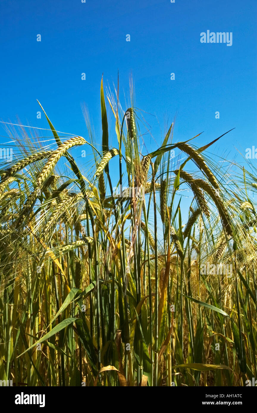 eine Sommer-Ernte des Weizens in Cornwall, england Stockfoto