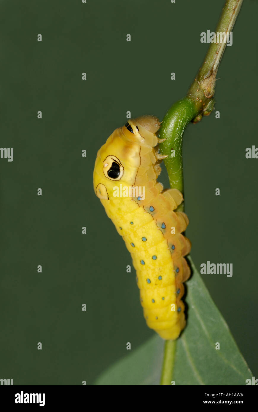 Spicebush Schwalbenschwanz Papilio Troilus, Raupe im letzten prepupal Instar.  Schlange zu imitieren, mit gefälschten Auge-spots Stockfoto