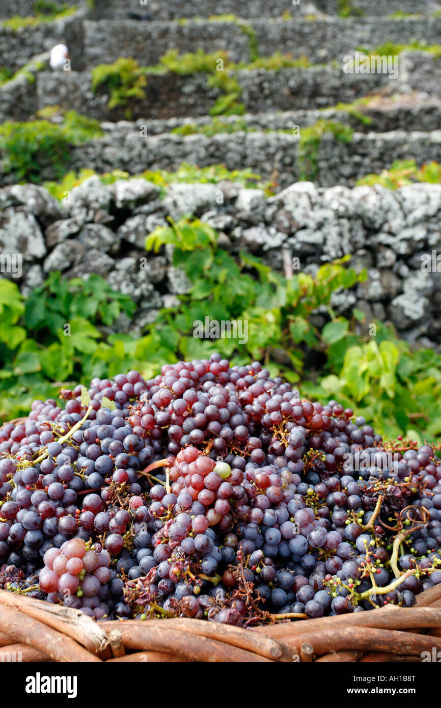 Weinlese in Santa Maria Insel Azoren Inseln Portugal Stockfoto