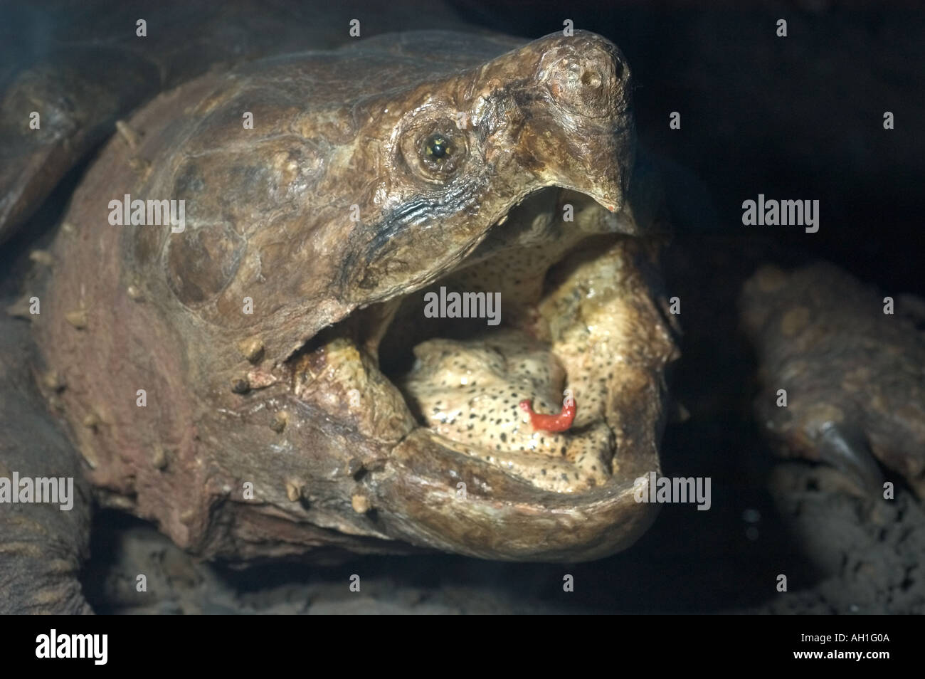 Alligator Schnappschildkröte Kopf Stockfoto