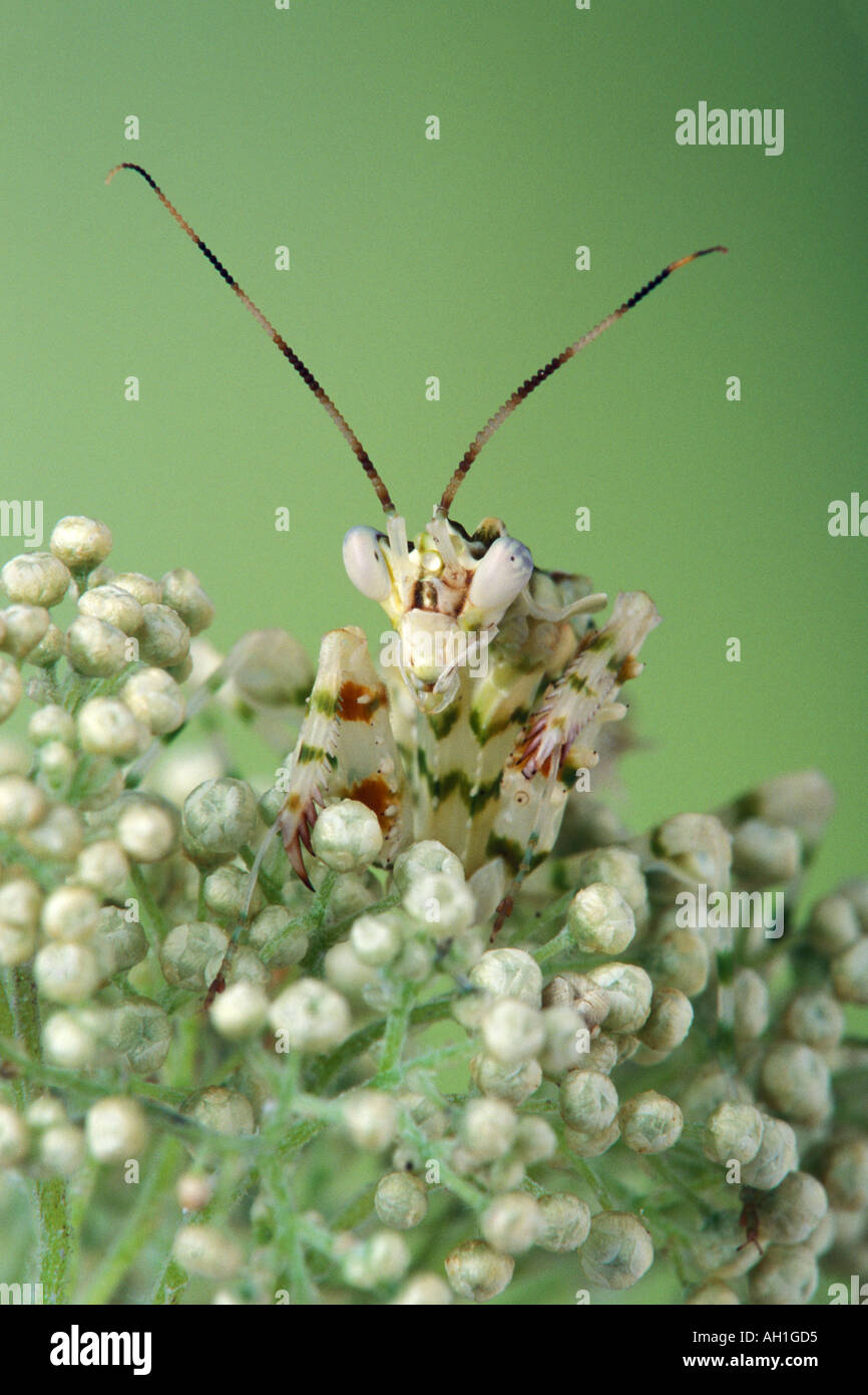 Afrikanische Blume Mantis Stockfoto