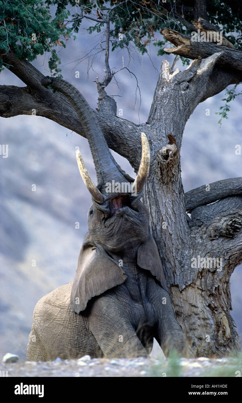 Wüste angepasst Elefanten Stier Loxodonta Africana erreichte für Hülsen von Ana Baum Hoanib Fluss Damaraland Namibia Stockfoto