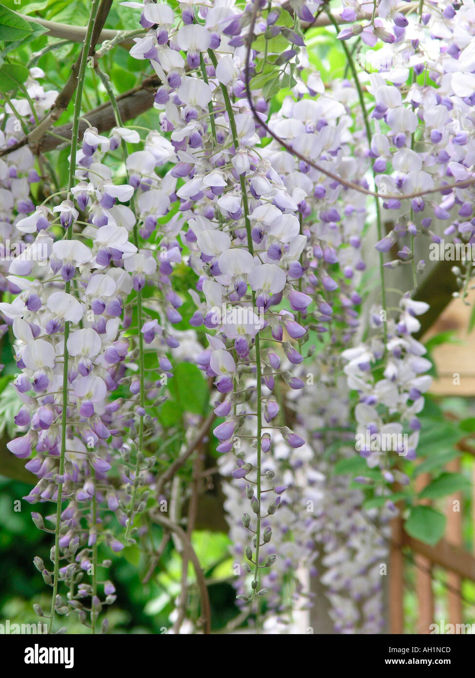 Wisteria sinensis Stockfoto