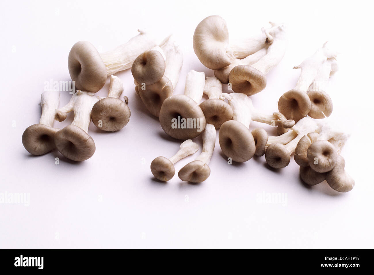 Viele Shimeji Pilze s auf weißem Hintergrund Essen Stilleben Stockfoto