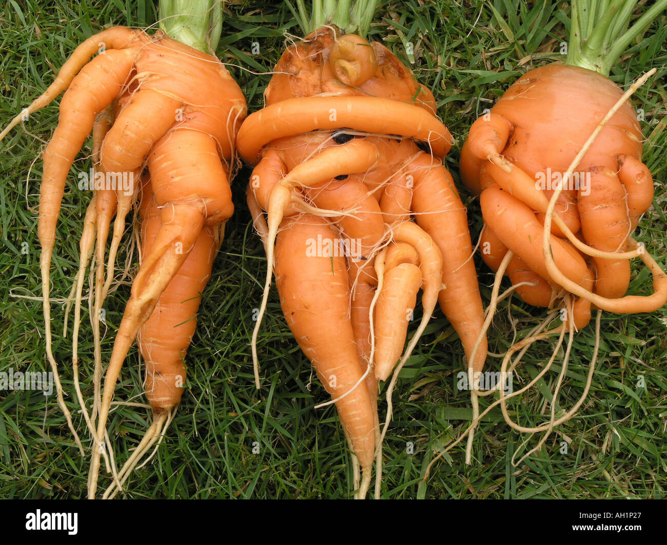 Verdrehte Karotten Stockfoto