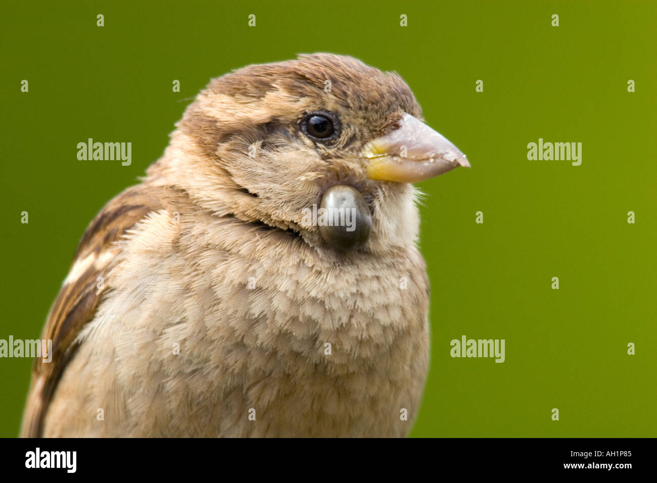 Haussperling Passer Domesticus mit Vogel Zecke Ixodes Brunneus Potton bedfordshire Stockfoto