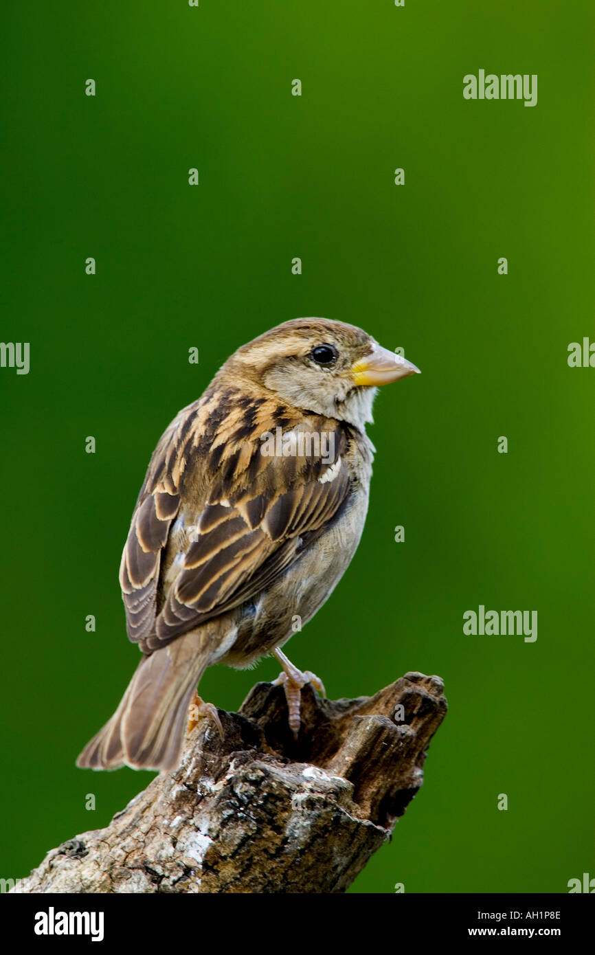 Femail House Sparrow Passer Domesticus thront auf Baumstumpf mit schönen entschärfen grünen Hintergrund Potton bedfordshire Stockfoto