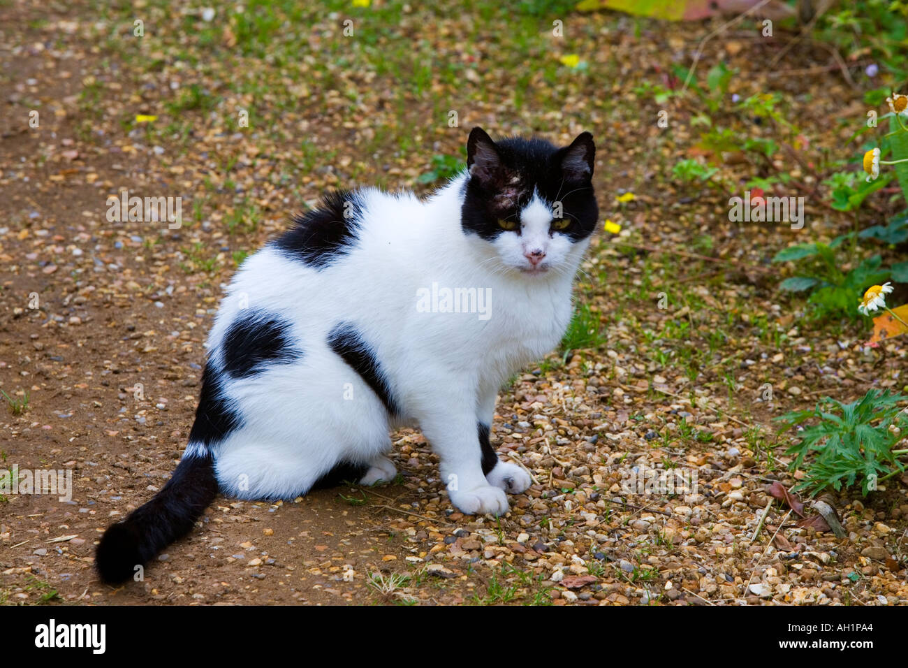 schwarze und weiße Hauskatze sitzt auf Kiesweg Stockfoto
