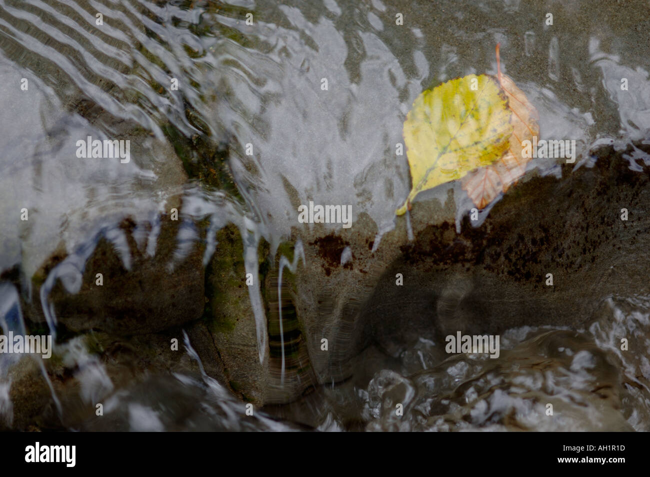 2 zwei Herbstlaub in wellige Wasser auf Fels-DGM Stockfoto