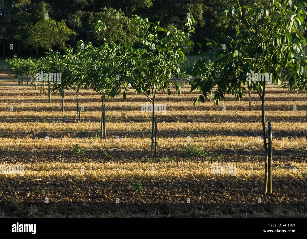 Walnut Grove junge Bäumchen mit Mais Stoppeln zwischen im späten Abendlicht Frankreich 2005 Stockfoto